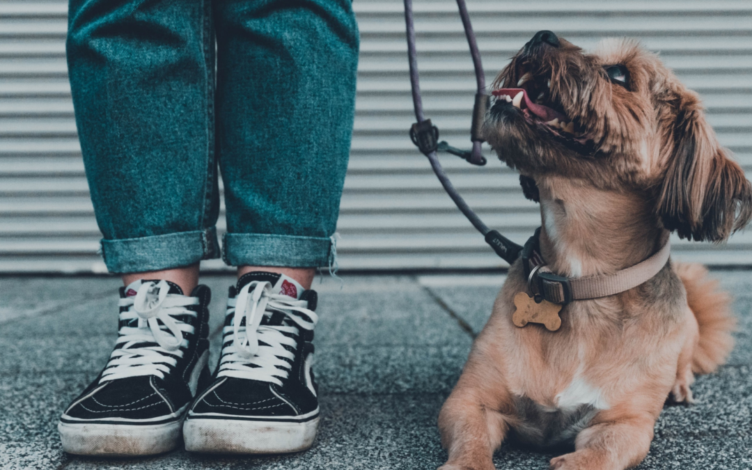 Who Gets the Dog in a Divorce?