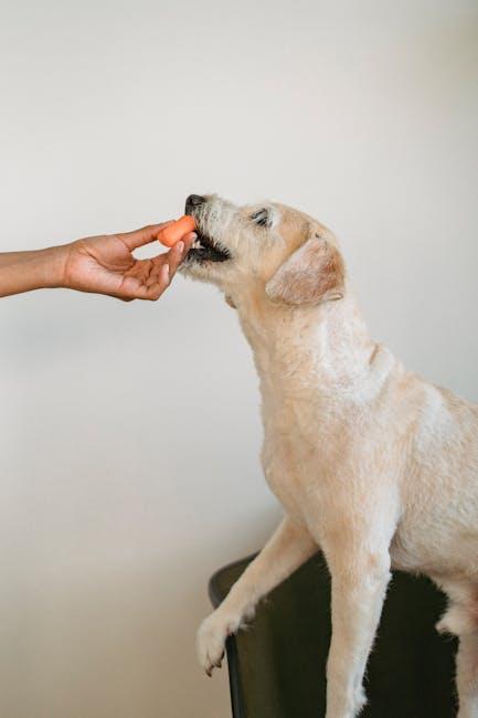Preventative Measures: How Dog Owners Can Reduce Bite Risks