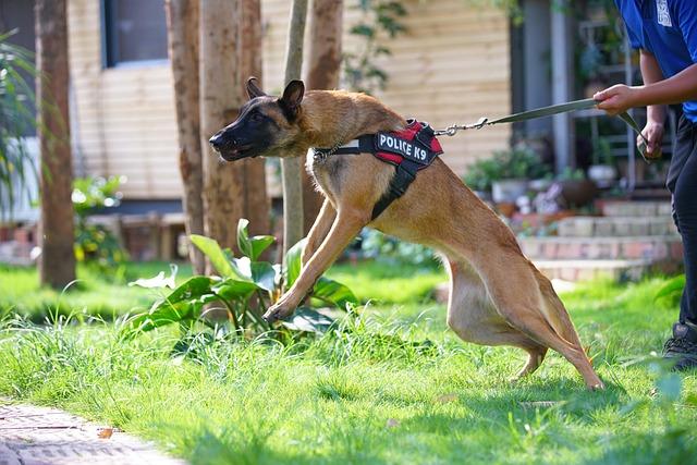 What to⁣ Do After a dog Bite Incident: Steps for Owners and ⁢Victims