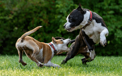 Navigating Dog Bite Liability in Wisconsin: What Owners Must Know